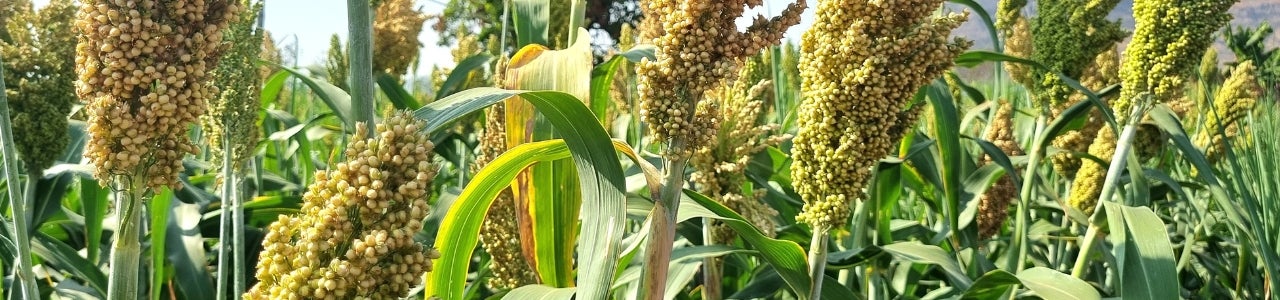 Mais-Sorghum Gemisch