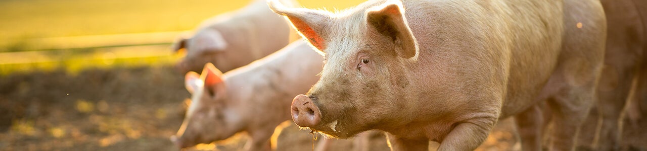 Schweine