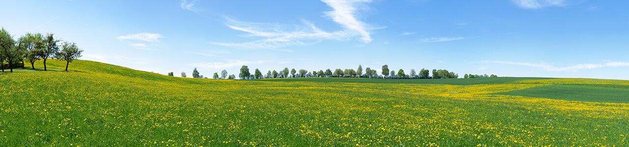 Grassaat