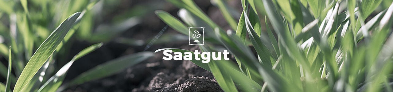 Saatgut