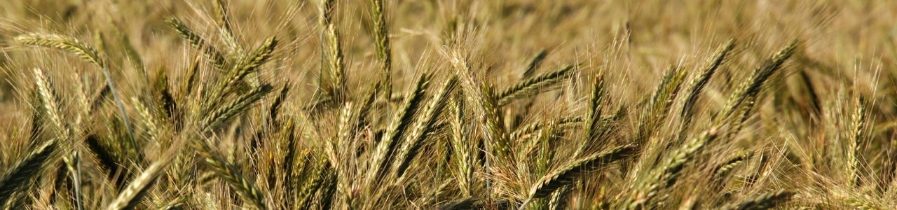 Wintertriticale
