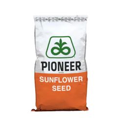 Sonnenblume P64BB400