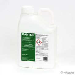 Kantor