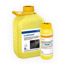 Luxinum & Pico
