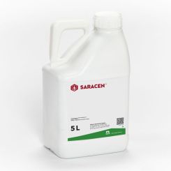 Saracen