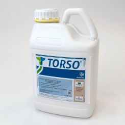 Torso