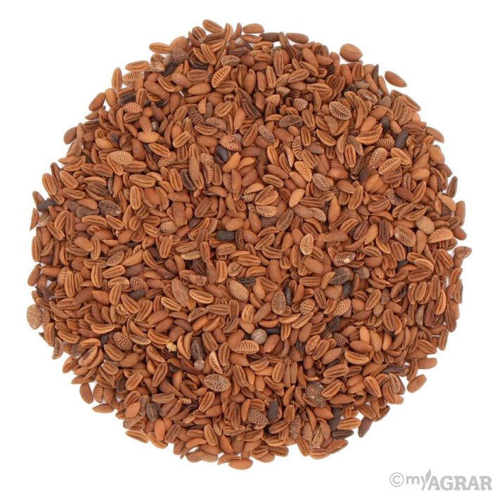 Phacelia Mantelsaat kaufen | myAGRAR Onlineshop