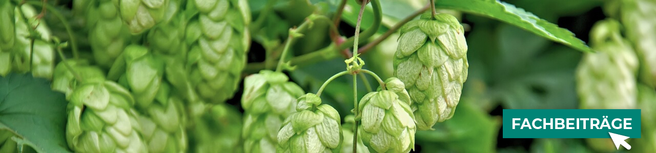 Hopfen-Pflanzenschutz online kaufen bei myAGRAR! Zudem finden Sie hier landwirtschaftliche Fachbeiträge! Hopfen-Pflanzenschutz online kaufen bei myAGRAR! Zudem finden Sie hier landwirtschaftliche Fachbeiträge!