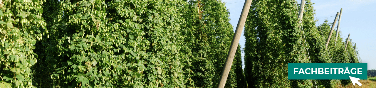 Hopfendünger jetzt bestellen bei myAGRAR! Plus: Fachinformationen für Ihre Hopfenproduktion! Hopfendünger jetzt bestellen bei myAGRAR! Plus: Fachinformationen für Ihre Hopfenproduktion!