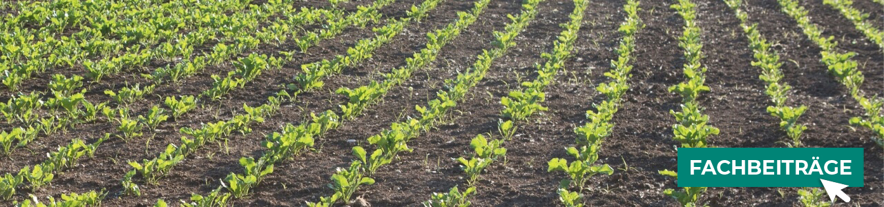 Raps-Pflanzenschutz online kaufen bei myAGRAR! Zudem finden Sie hier landwirtschaftliche Fachbeiträge!