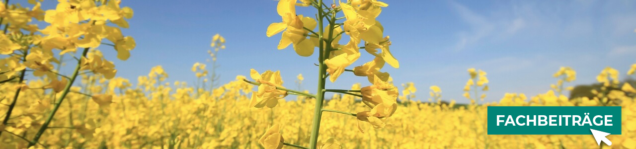 Rapssaatgut bei myAGRAR online kaufen! Zudem finden Sie hier landwirtschaftliche Fachbeiträge.