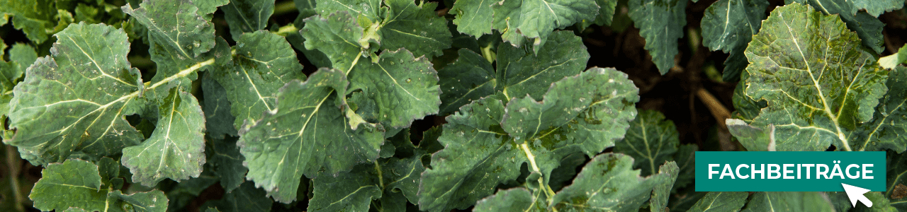 Raps jetzt im Shop bestellen bei myAGRAR! Erhalten Sie zusätzlich wertvolle Anbauinformationen!