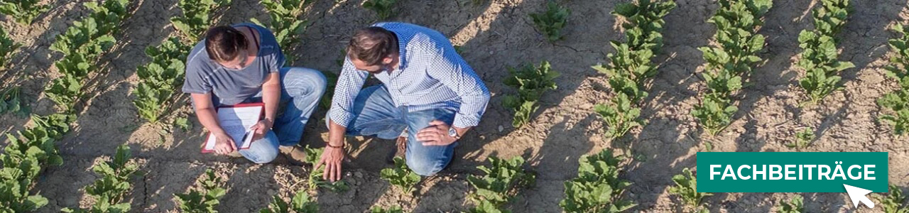 Bioenergierüben bequem online bestellen bei myAGRAR – entdecken Sie zusätzlich spannende Fachbeiträge für die Landwirtschaft!