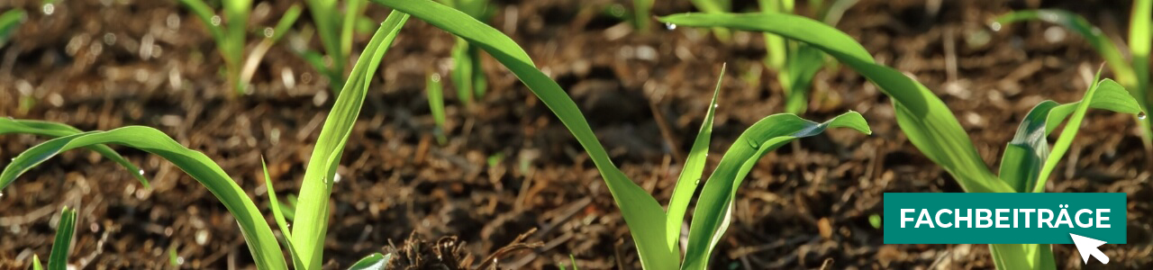 Mais-Pflanzenschutz online kaufen bei myAGRAR! Zudem finden Sie hier landwirtschaftliche Fachbeiträge!