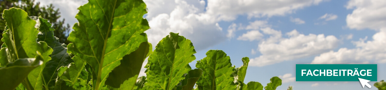 Zuckerrüben-Pflanzenschutz online kaufen bei myAGRAR! Zudem finden Sie hier landwirtschaftliche Fachbeiträge! Zuckerrüben-Pflanzenschutz online kaufen bei myAGRAR! Zudem finden Sie hier landwirtschaftliche Fachbeiträge!