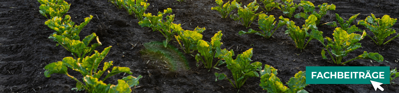 Zuckerrübe bequem online kaufen bei myAGRAR! Fachwissen für Ihre Kultur inklusive!