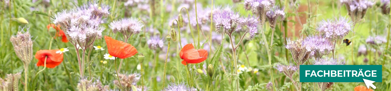 Zwischenfrucht-Einzelkomponenten online kaufen bei myAGRAR! Entdecken Sie zusätzlich unsere Fachbeiträge. Zwischenfrucht-Einzelkomponenten online kaufen bei myAGRAR! Entdecken Sie zusätzlich unsere Fachbeiträge.