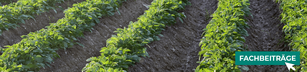 Kartoffel-Produkte jetzt bestellen bei myAGRAR! Informieren Sie sich in unseren Expertenartikeln! Kartoffel-Produkte jetzt bestellen bei myAGRAR! Informieren Sie sich in unseren Expertenartikeln!