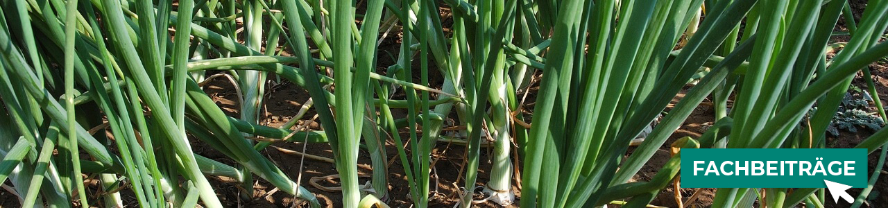 Zwiebel-Pflanzenschutz online kaufen bei myAGRAR! Zudem finden Sie hier landwirtschaftliche Fachbeiträge!