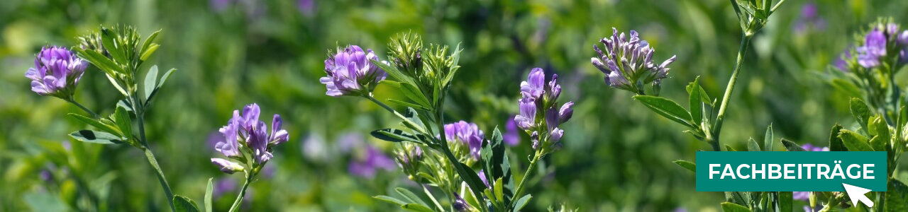 Luzerne-Saat online kaufen bei myAGRAR! Dazu gibt’s fundierte Fachinformationen für Landwirte. Luzerne-Saat online kaufen bei myAGRAR! Dazu gibt’s fundierte Fachinformationen für Landwirte.