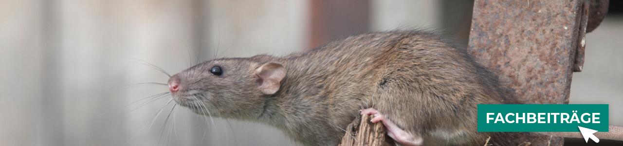 Schadnagerbekämpfung online kaufen bei myAGRAR! Zudem finden Sie hier landwirtschaftliche Fachbeiträge!