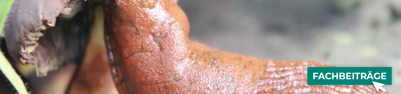 Schneckenkorn online kaufen bei myAGRAR! Zudem finden Sie hier landwirtschaftliche Fachbeiträge!