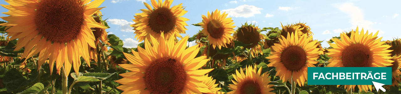 Sonnenblumen-Saat online bestellen bei myAGRAR – inklusive Expertenwissen für Ihre Aussaat!