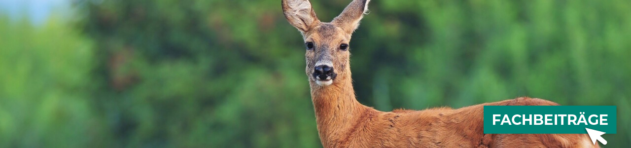 Vergrämungsmittel online kaufen bei myAGRAR! Zudem finden Sie hier landwirtschaftliche Fachbeiträge!