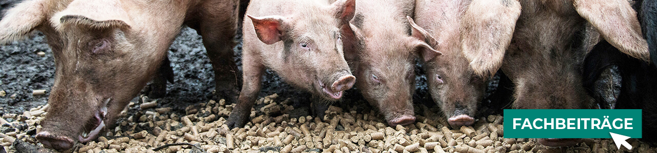 Schweinefutter jetzt bestellen bei myAGRAR! Informieren Sie sich zusätzlich in unseren Fachbeiträgen!