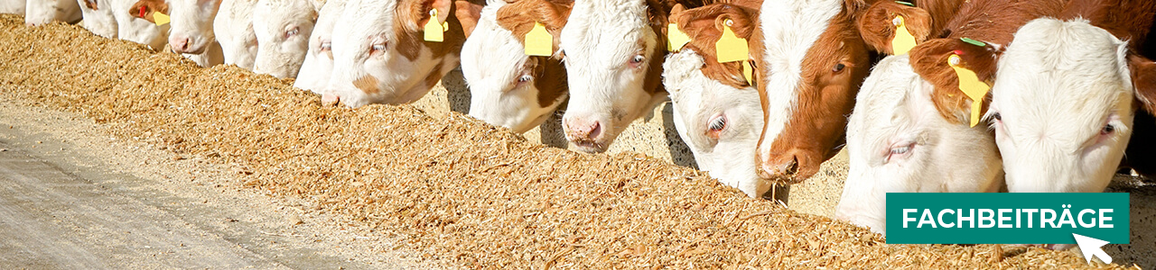 Rinder-Produkte online kaufen bei myAGRAR! Plus: Fachinformationen für eine erfolgreiche Rinderhaltung! Rinder-Produkte online kaufen bei myAGRAR! Plus: Fachinformationen für eine erfolgreiche Rinderhaltung!