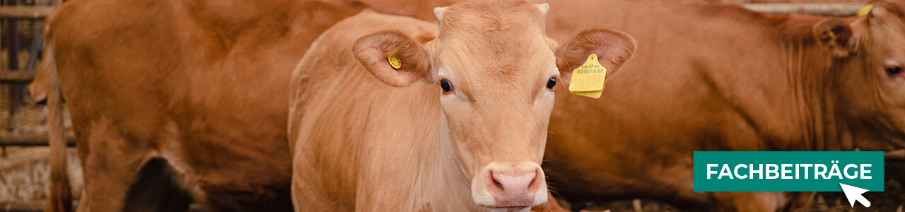 Stallbedarf bequem kaufen bei myAGRAR! Informieren Sie sich zusätzlich in unseren Fachartikeln! Stallbedarf bequem kaufen bei myAGRAR! Informieren Sie sich zusätzlich in unseren Fachartikeln!