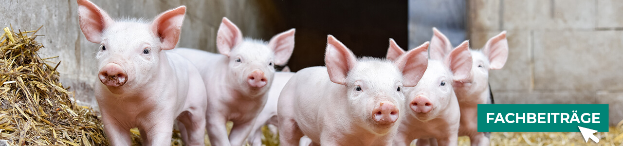 Schweine-Produkte jetzt bestellen bei myAGRAR! Informieren Sie sich zusätzlich in unseren Expertenbeiträgen! Schweine-Produkte jetzt bestellen bei myAGRAR! Informieren Sie sich zusätzlich in unseren Expertenbeiträgen!