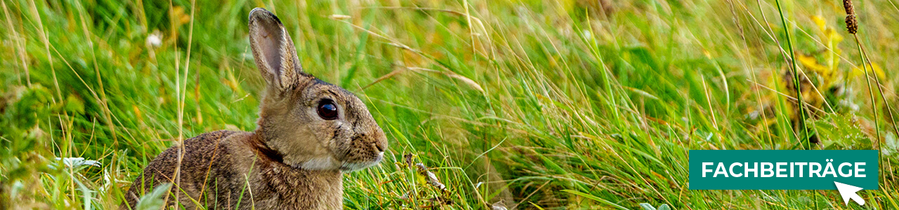 Kaninchenfutter jetzt bestellen bei myAGRAR! Plus: Fachinformationen für eine optimale Versorgung!