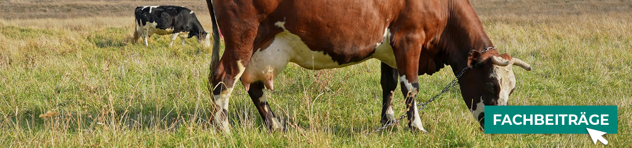 Anbindevorrichtungen online kaufen bei myAGRAR! Plus: Fachinformationen für eine sichere Tierhaltung!