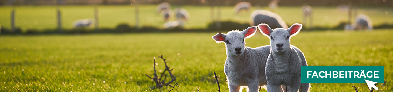 Stall- & Weideartikel bequem online kaufen bei myAGRAR! Hier finden Sie auch praxisnahe Tipps für Ihre Tierhaltung! Stall- & Weideartikel bequem online kaufen bei myAGRAR! Hier finden Sie auch praxisnahe Tipps für Ihre Tierhaltung!