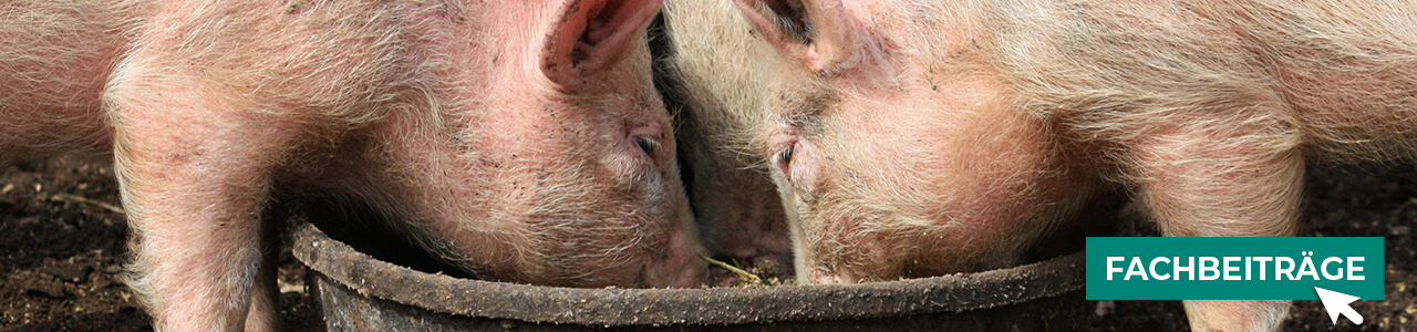 Schweinefutter jetzt bestellen bei myAGRAR! Informieren Sie sich zusätzlich in unseren Fachbeiträgen!