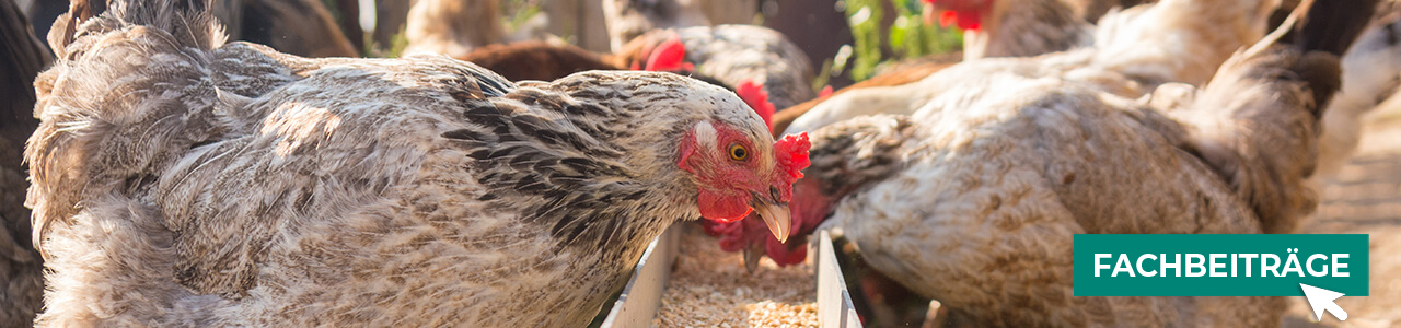 Geflügelfutter bequem online entdecken bei myAGRAR! Hier finden Sie auch praxisnahe Tipps!