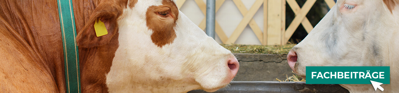 Anbindevorrichtungen online kaufen bei myAGRAR! Plus: Fachinformationen für eine sichere Tierhaltung! Anbindevorrichtungen online kaufen bei myAGRAR! Plus: Fachinformationen für eine sichere Tierhaltung!