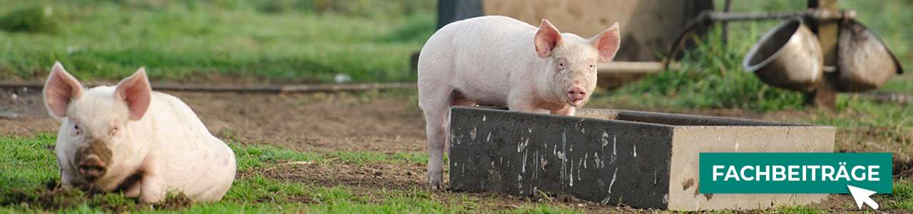 Schweinefutter jetzt bestellen bei myAGRAR! Informieren Sie sich zusätzlich in unseren Fachbeiträgen!