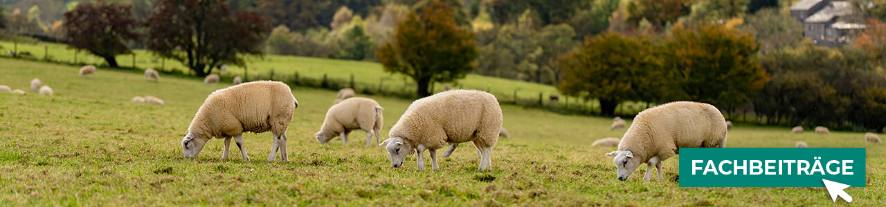 Schafe-Produkte jetzt online bestellen bei myAGRAR! Plus: Expertenwissen für gesunde Tiere! Schafe-Produkte jetzt online bestellen bei myAGRAR! Plus: Expertenwissen für gesunde Tiere!