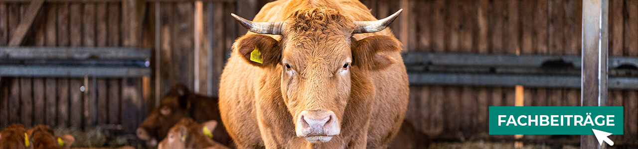 Melkzubehör bequem online entdecken bei myAGRAR! Hier finden Sie auch praxisnahe Tipps!