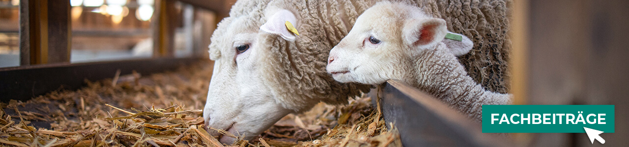 Schaffutter jetzt online bestellen bei myAGRAR! Plus: Expertenwissen für gesunde Tiere!