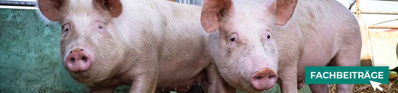 Schweine-Produkte jetzt bestellen bei myAGRAR! Informieren Sie sich zusätzlich in unseren Expertenbeiträgen! Schweine-Produkte jetzt bestellen bei myAGRAR! Informieren Sie sich zusätzlich in unseren Expertenbeiträgen!