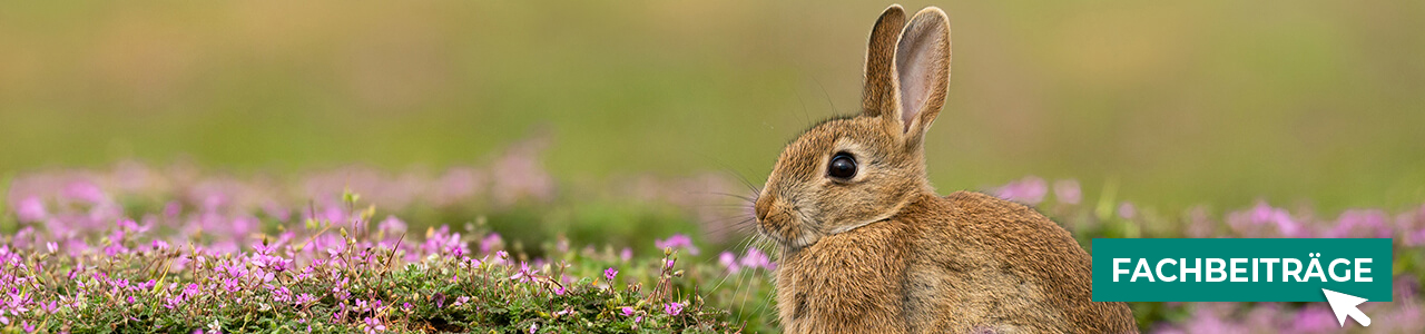 Kaninchen-Produkte jetzt bestellen bei myAGRAR! Plus: Fachinformationen für eine optimale Versorgung!