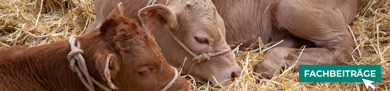 Anbindevorrichtungen online kaufen bei myAGRAR! Plus: Fachinformationen für eine sichere Tierhaltung!