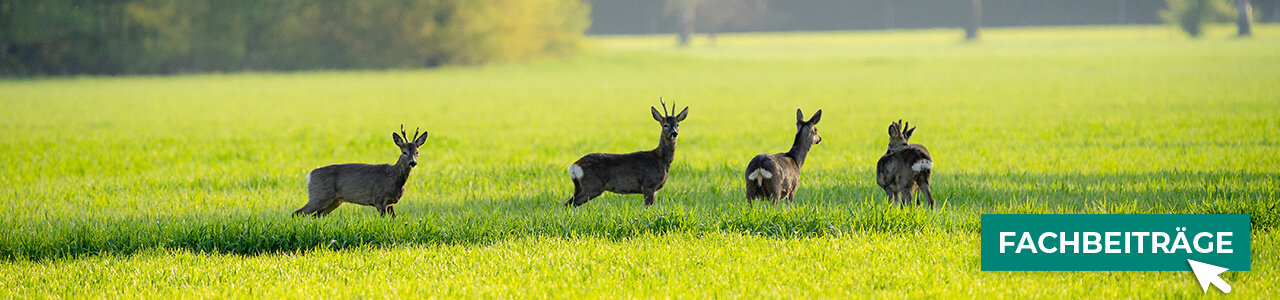Wildtier-Produkte online entdecken bei myAGRAR! Hier finden Sie auch praxisnahe Empfehlungen! Wildtier-Produkte online entdecken bei myAGRAR! Hier finden Sie auch praxisnahe Empfehlungen!