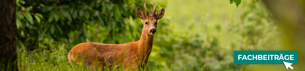 Wildtierfutter online entdecken bei myAGRAR! Hier finden Sie auch praxisnahe Empfehlungen!