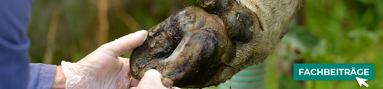 Pflegezubehör bequem online entdecken bei myAGRAR! Hier finden Sie auch praxisnahe Tipps für gesunde Tiere!