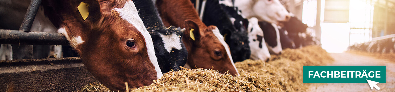 Rinderfutter online kaufen bei myAGRAR! Plus: Expertenwissen für eine ausgewogene Fütterung!