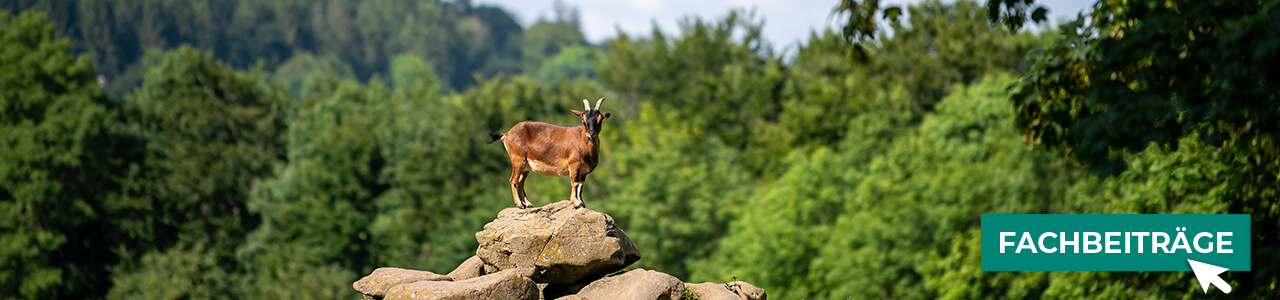 Ziegen-Produkte bequem kaufen bei myAGRAR! Informieren Sie sich zusätzlich in unseren Fachartikeln!